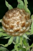 Centaurea macrocephala