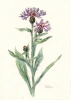 Centaurea triumfettii subsp. axillaris