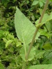 Cicerbita macrophylla subsp. uralensis