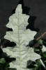 Cirsium echinus