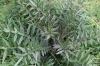 Cirsium eriophorum