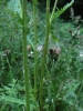 Cirsium x hybridum