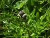 Cirsium x wankelii