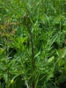 Cirsium x wankelii