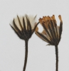 Crepis mollis subsp. hieracioides