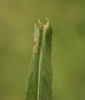 Crepis mollis subsp. hieracioides