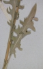 Crepis nicaeensis