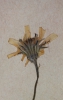 Crepis tectorum
