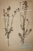 Crepis vesicaria subsp. taraxacifolia