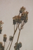 Crepis vesicaria subsp. taraxacifolia
