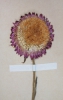 Helichrysum bracteatum