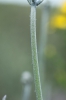 Hieracium echioides