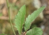 Hieracium saxifragum