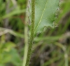 Hieracium sudeticum