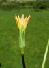 Scorzonera parviflora