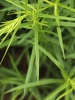 Solidago graminifolia
