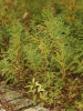 Solidago graminifolia