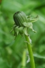 Taraxacum acroglossum