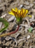 Taraxacum austrinum