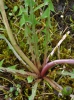 Taraxacum hollandicum