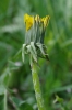 Taraxacum huelphersianum
