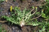 Taraxacum huelphersianum