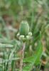 Taraxacum lacistophylloides