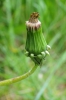 Taraxacum lingulatum