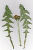 Taraxacum macranthoides