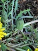 Taraxacum prunicolor