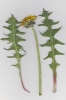 Taraxacum pulchrifolium