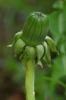 Taraxacum ruptifolium