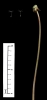 Taraxacum sect. Ruderalia