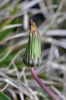 Taraxacum trilobifolium