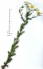 Tripleurospermum inodorum