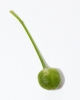 Anthericum ramosum