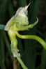 Allium cepa