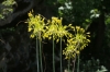 Allium flavum