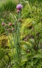 Allium schoenoprasum subsp. alpinum