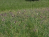 Allium schoenoprasum subsp. alpinum