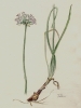Allium senescens subsp. montanum