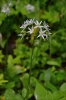 Allium ursinum subsp. ucrainicum
