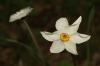 Narcissus poëticus
