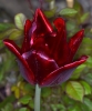 Tulipa x gesnerana
