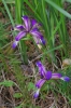 Iris graminea