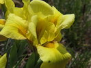 Iris humilis subsp. arenaria