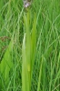 Dactylorhiza incarnata