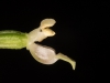 Epipactis albensis