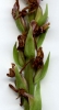 Gymnadenia conopsea