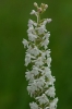 Gymnadenia conopsea subsp. conopsea